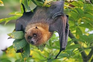 Bat Names