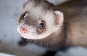 Cute Ferret Names