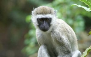 Monkey Names