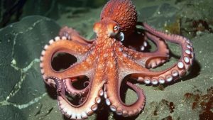 Octopus Names