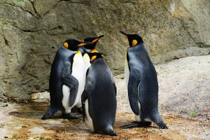 Penguin Names