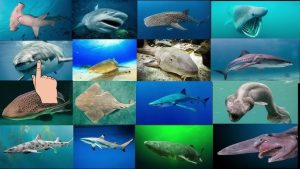 Shark Names