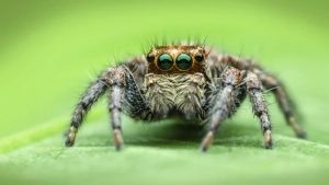 Spider Names