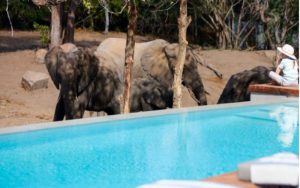 Where to Stay in Tanzania for Safari Places to Rest-In