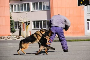 Why Familiar Pet Dog Bite Incidents Often Begin With Misread Behavior