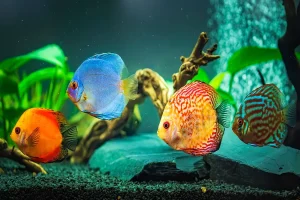 Freshwater