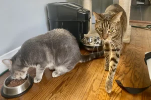 Petsafe Automatic Feeder How To Set for Easy Pet Feeding