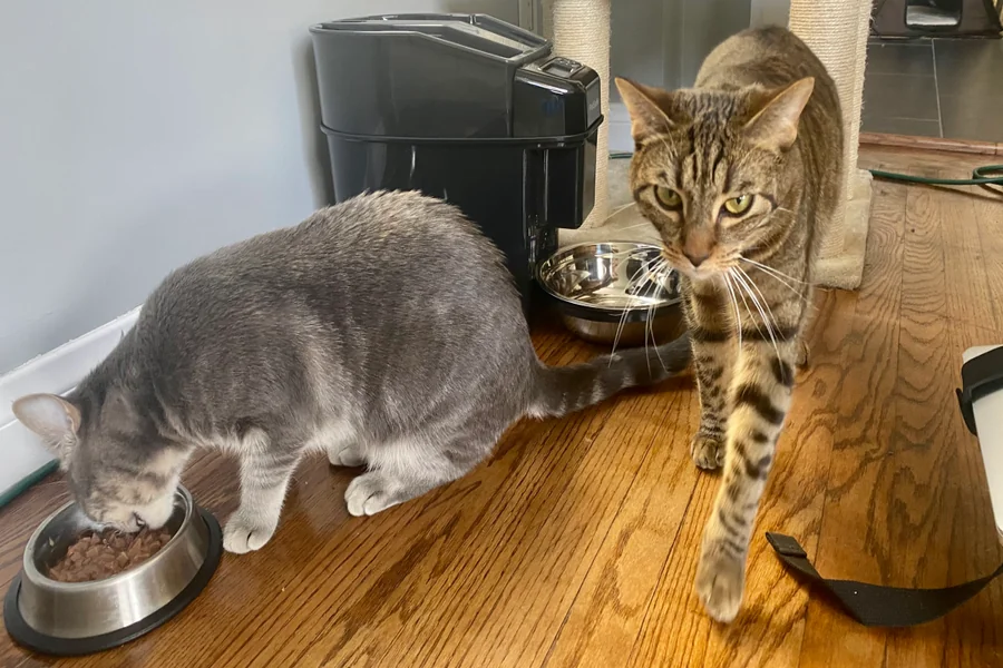 Petsafe Automatic Feeder How To Set for Easy Pet Feeding